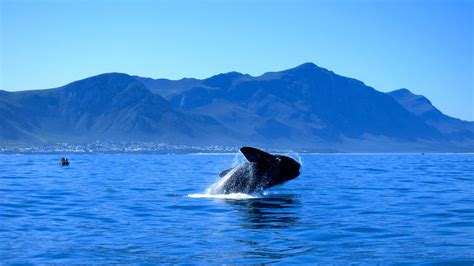 whales in hermanus season|Whale Watching in Hermanus: The Ultimate Guide